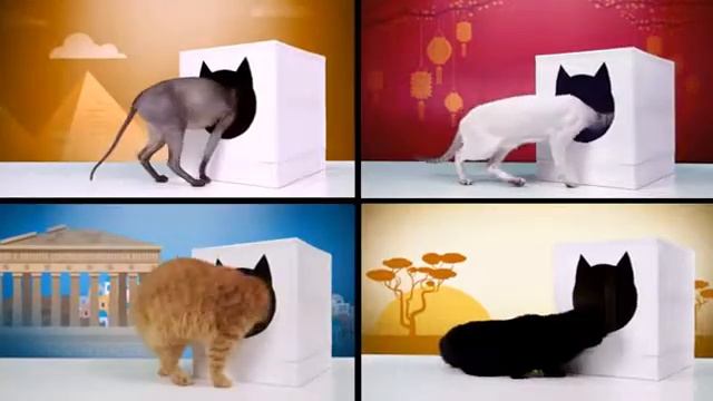 Одноразовый туалет для кошек смотреть онлайн