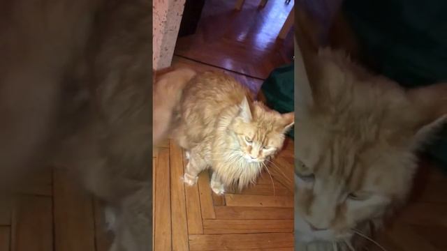 Рыжая кошка выгоняет из дома