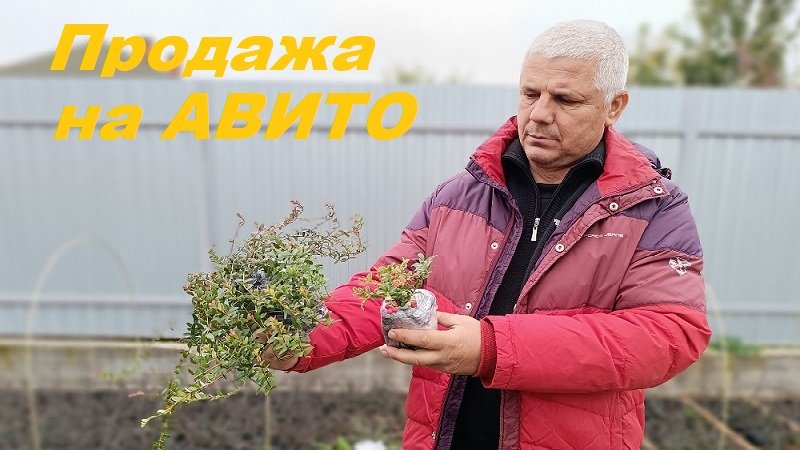 Саженцы на АВИТО!!!