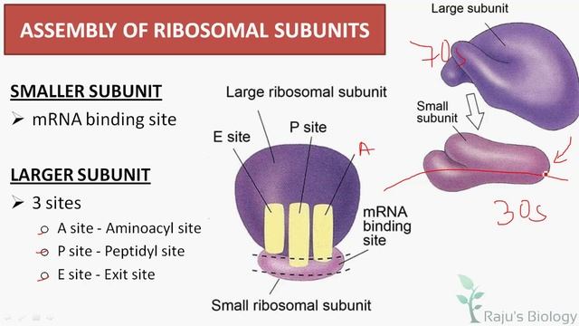 Translation: mRNA to Protein - - Molecular Basis of Inheritance in Tamil (17) - Rajus Biology смотреть онлайн