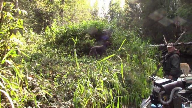 Штурм завалов на р. Пильва , река Зерна , болотоходы 24 и 35 л.с. смотреть онлайн