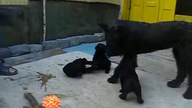 п-к Роман-Кош..Роман-Кош Ива с малышами Роман-Кош Есмиральды. 32 дня и 6 мес смотреть онлайн