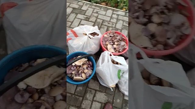 грибы. #лайк #воронеж #грибы #грибники #вкусно #воронеж #москва #2023 #рек смотреть онлайн