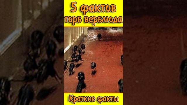 Что у верблюда в горбу? Почему крысы бегут с корабля? 5 фактов. Интересные факты про животных. смотреть онлайн