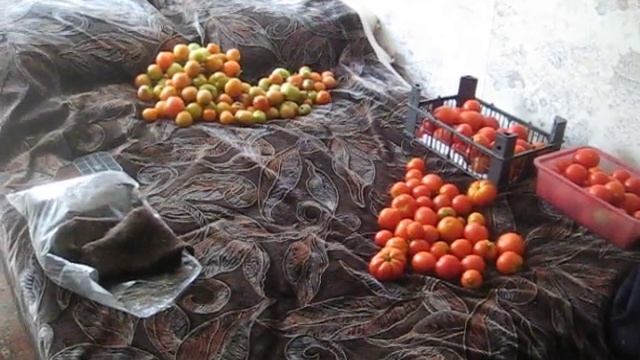 Весь урожай помидоров.