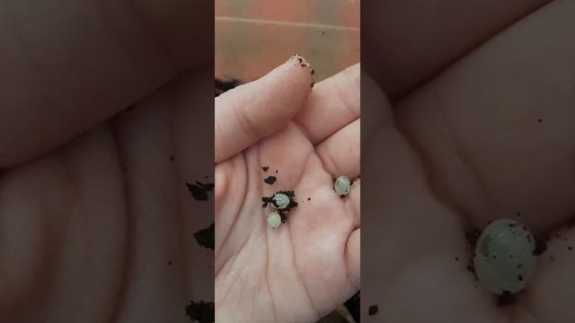 3-5-7-9 ta tuxum qo'ysa ulitkangiz🧐 смотреть онлайн