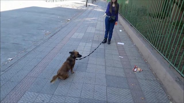 Дрессировка при малых раздражителях. Trucos con poco molestias. Dog small distraccións tricks. Улиц смотреть онлайн
