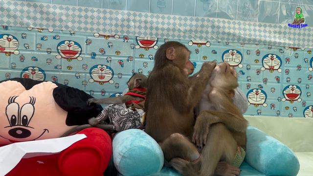 Monkey Asher takes care of Sam on the Sofa bed смотреть онлайн