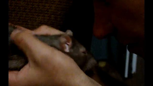 Что такое любовь между крысой и человеком? смотреть онлайн