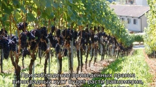 Как подвязать виноград смотреть онлайн