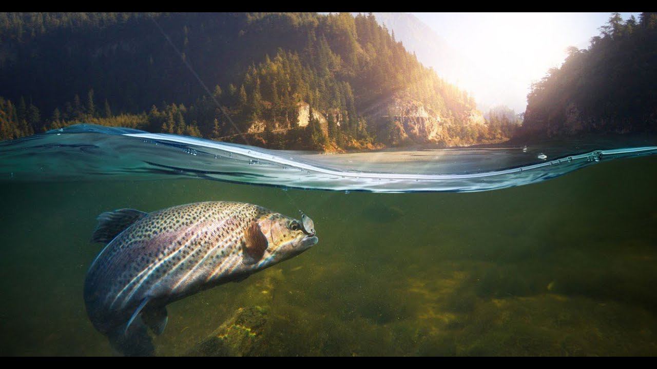 Call of the Wild: The Angler - Рыбалка 2022 #5 Выполнение квестов на алмазные трофеи смотреть онлайн