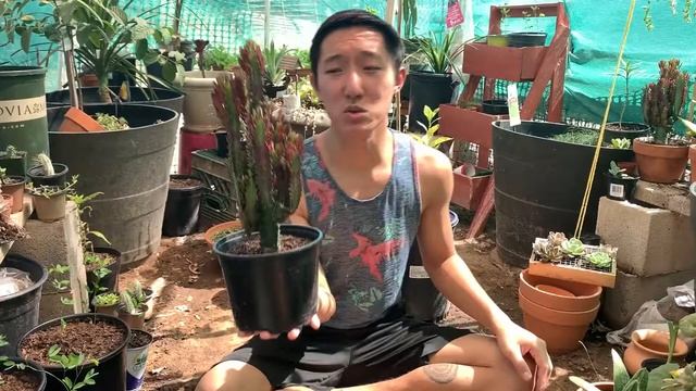 Euphorbia Trigona Rubra General Care & Propogation смотреть онлайн