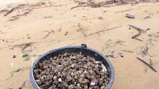 2# РАКУШКА собираем ракушку для кур.... бесплатная ракушка