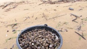 2# РАКУШКА собираем ракушку для кур.... бесплатная ракушка