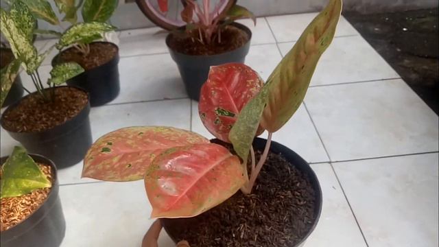 Aglaonema Big roy mutasi смотреть онлайн