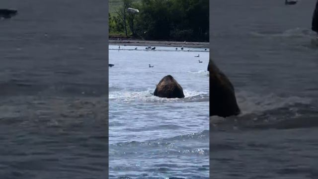 Медвежья рыбалка молодой и опытный смотреть онлайн