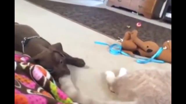 Коты против собак! Dogs vs Cats! смотреть онлайн