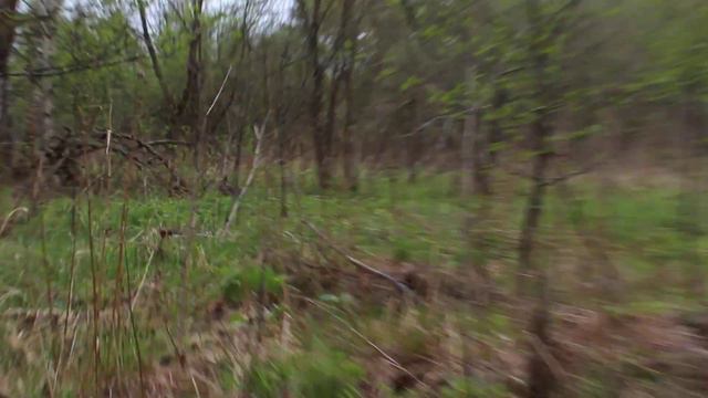 Выпуск в природу - русачиха Лили. Заяц решил вернуться в машину и поехать домой. смотреть онлайн