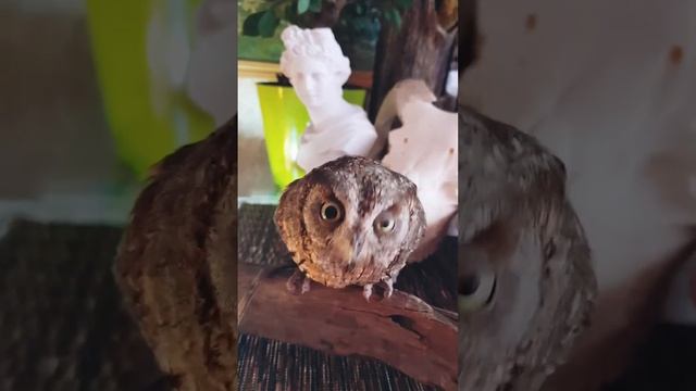 Кормление совы сплюшки смотреть онлайн
