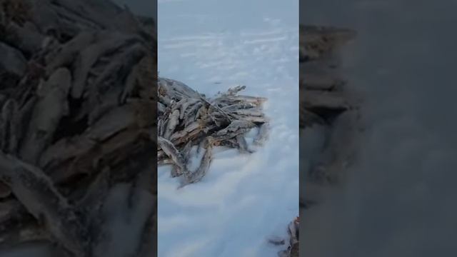 Кабырга. смотреть онлайн