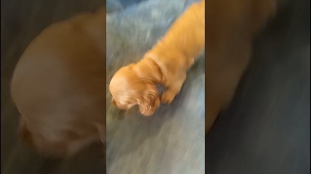 английский кокер спаниель кра