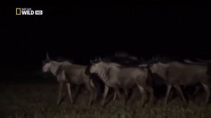 ГИЕНЫ ПРОТИВ ЛЬВОВ ПРОТИВОСТОЯНИЕ