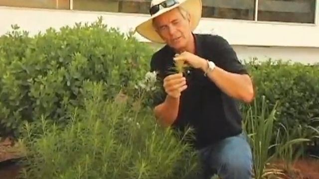 Dr. A on Amsonia (spring starflower) смотреть онлайн