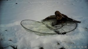 Как поймать ястреба или сокола /// Слишком большой для ловушки //// Супер видео