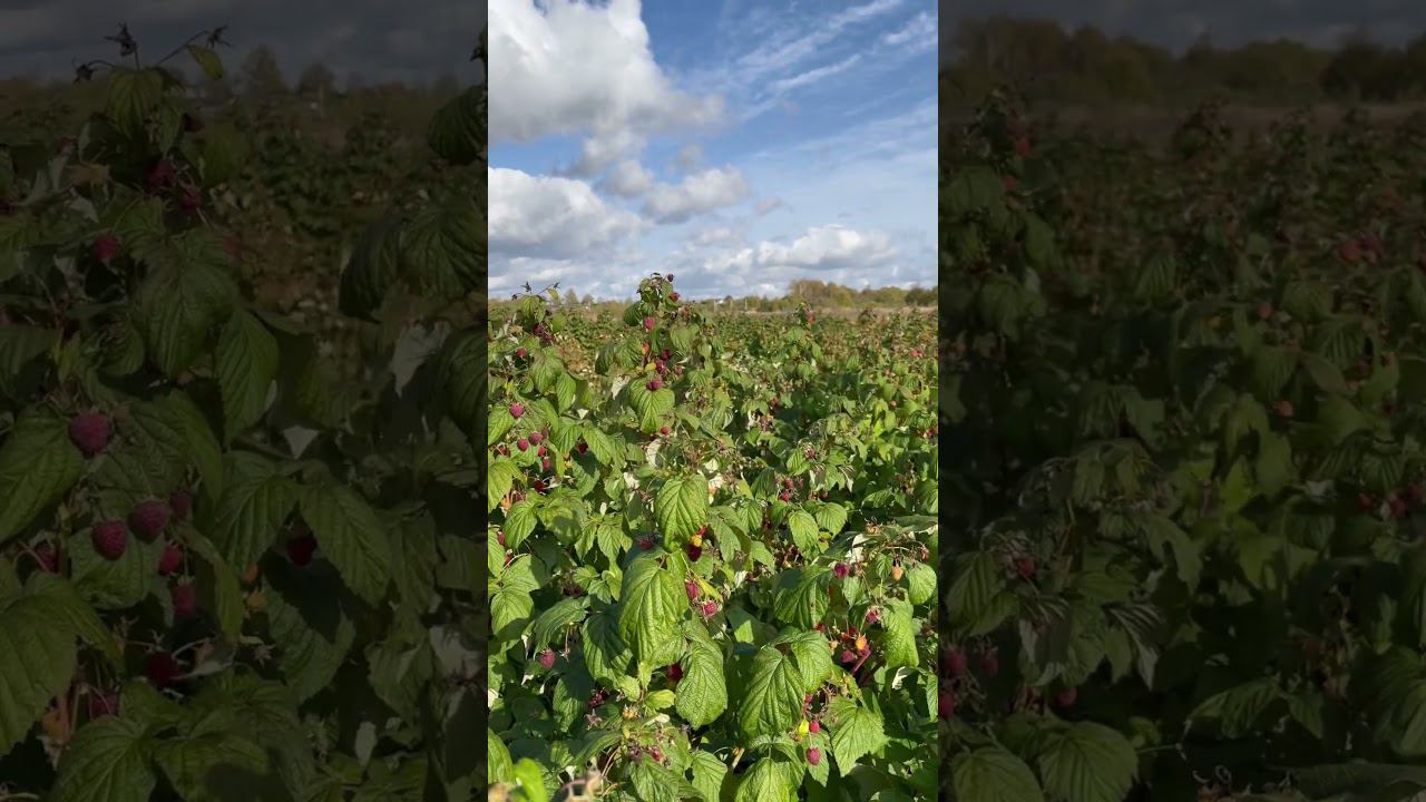 Малиновый рай смотреть онлайн