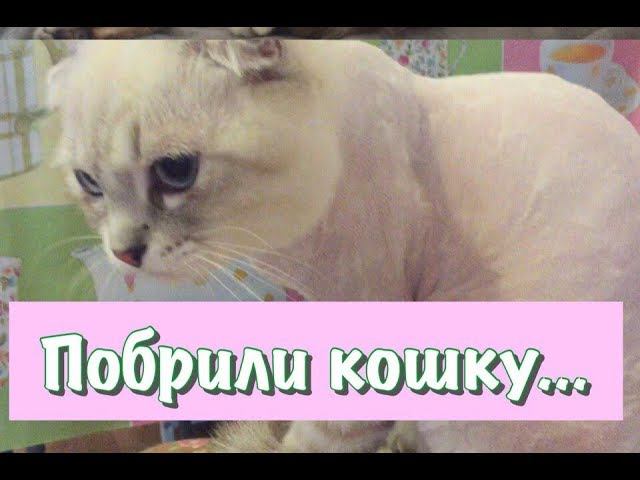 Стрижка кошки // Тося мёрзнет // Брить или не брить кошек? смотреть онлайн
