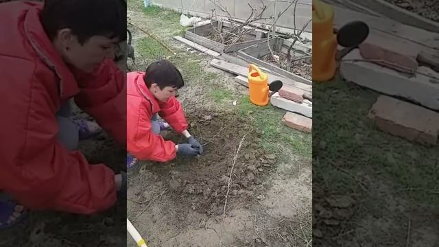 Посадка крыжовника черенком. #крыжовник #черенок #сажаемкрыжовник смотреть онлайн