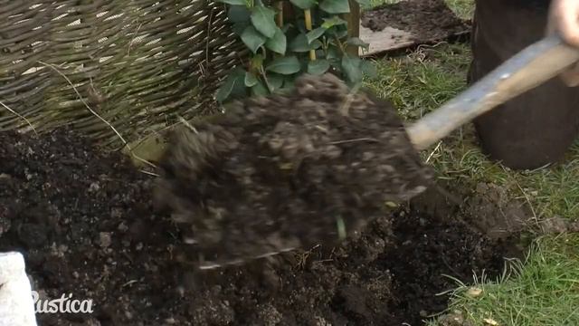 Comment Planter Et Palisser Un Jasmin étoilé