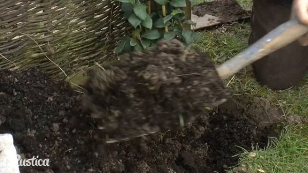 Comment planter et palisser un jasmin étoilé