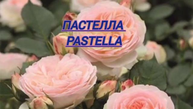 ТОП 10 потрясающих роз флорибунда / TOP 10 stunning floribunda roses смотреть онлайн