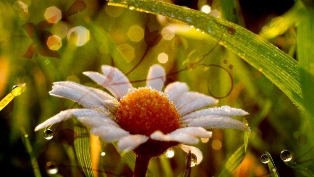 Когда я был Ангелом. Композитор Максим Цилин смотреть онлайн