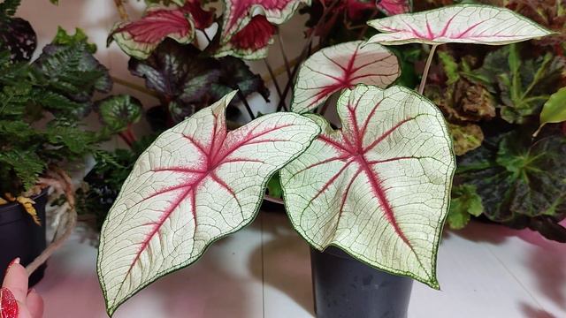 Немного цветочков для настроения. смотреть онлайн