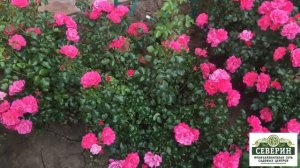 Почвопокровные розы