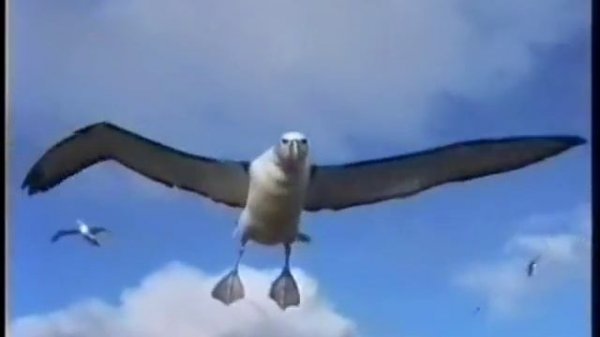 Albatross Island, Tasmania