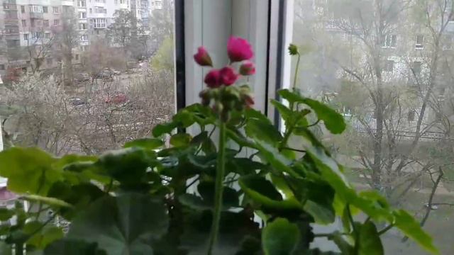 Мої пеларгонії в квітні, відео з дому. смотреть онлайн
