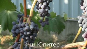 Виноград Беларуси .Лидчина . Сорт винограда к-ш Юпитер.