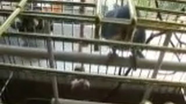 Ожереловый попугай 4 день дома - приручаем смотреть онлайн