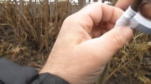 Прививка груши весной