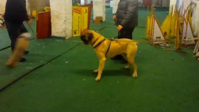 English mastiff attacks смотреть онлайн