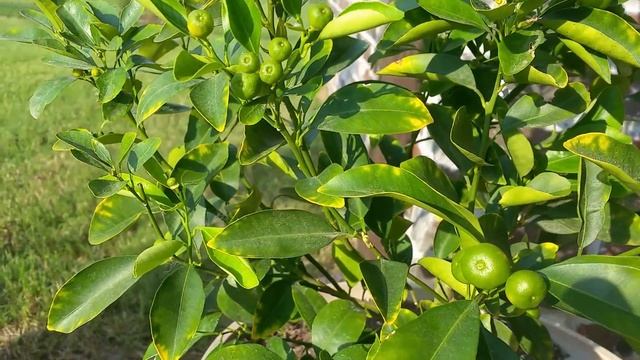 Fruiting Calamondin Kalamansi  Citrus Tree In Container