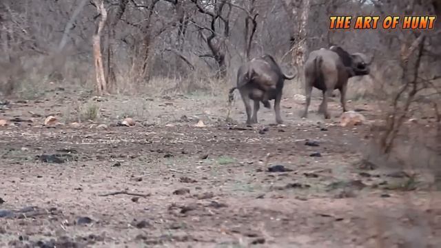 The fiercest confrontations between hunters and African buffalo смотреть онлайн