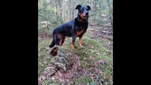 Босерон из Countryfolk