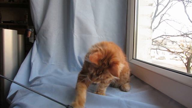 maine coon Alex смотреть онлайн