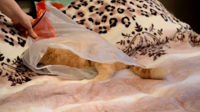 Boston in a package/ Шотландская вислоухая/ Кремовый мрамор смотреть онлайн