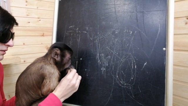 2019.11.07 Обезьяна капуцин Масяня. Когда ожидания не совпадают с реальностью. смотреть онлайн