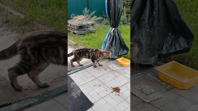 Здоровенный котище, неизвестной породы🤗 смотреть онлайн